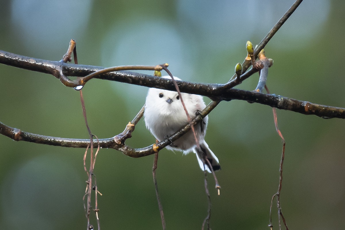 Long-tailed Tit - ML645732289