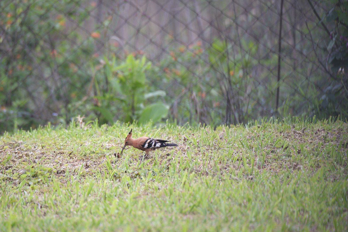 Common Hoopoe - ML645732291