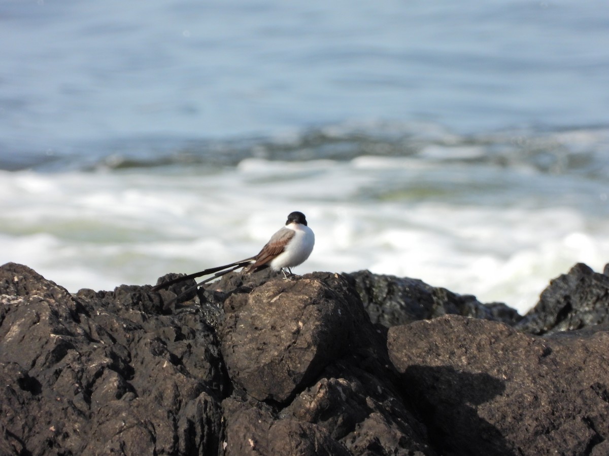 Fork-tailed Flycatcher - ML645732292