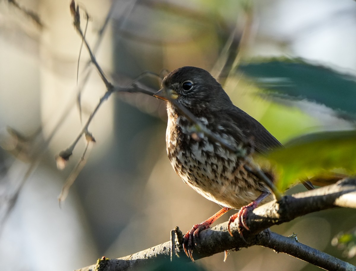 Fox Sparrow - ML645732296
