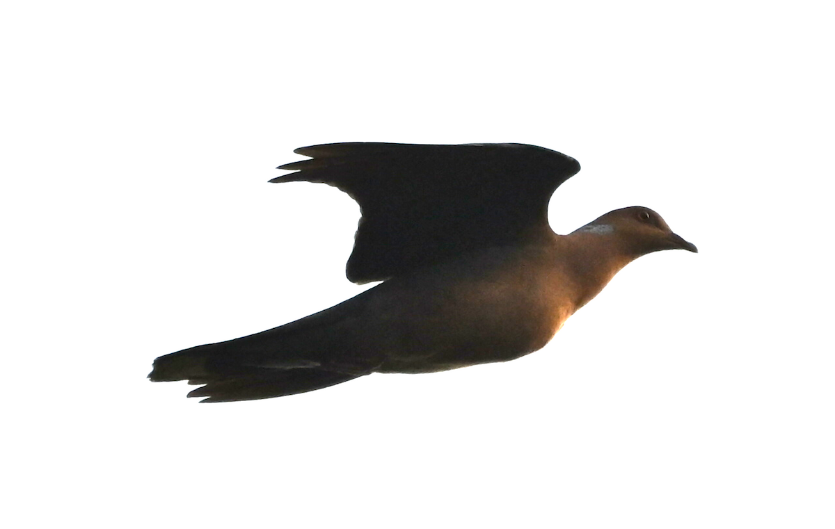 Oriental Turtle-Dove - ML645732321