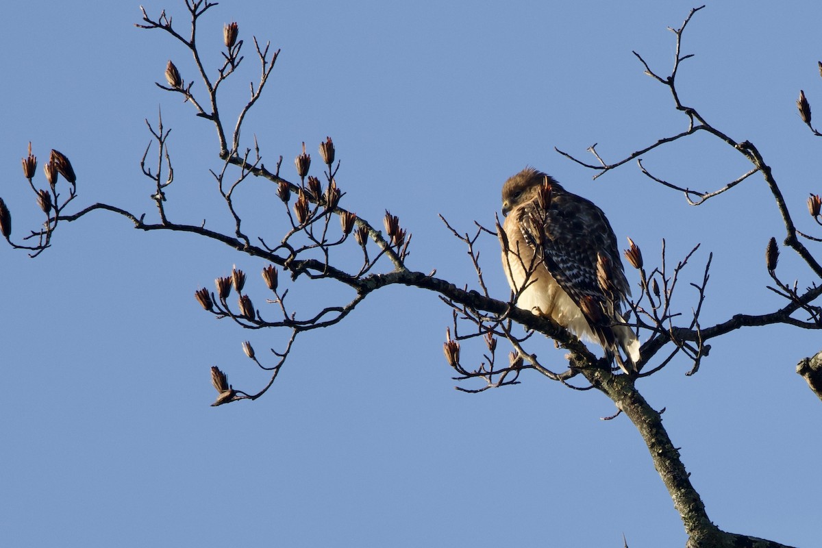 Red-shouldered Hawk - ML645732332