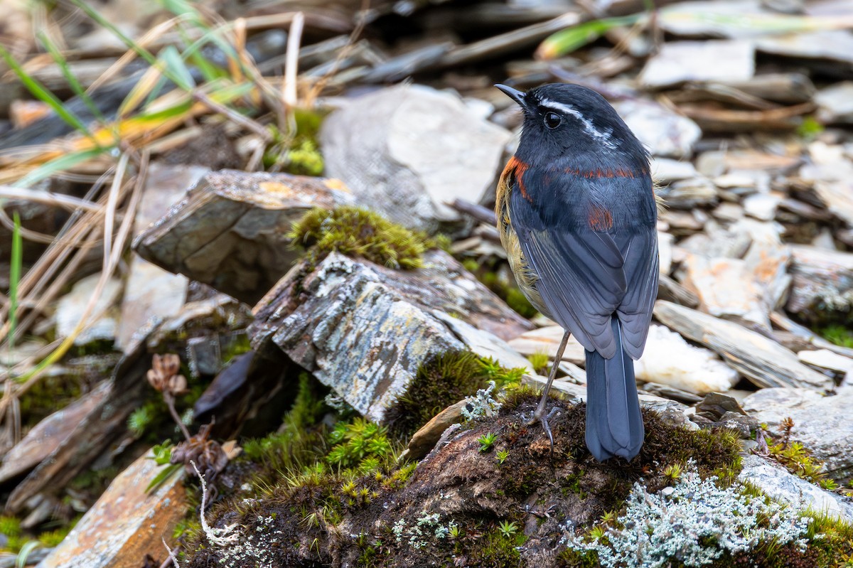 Robin de Johnstone - ML645732333