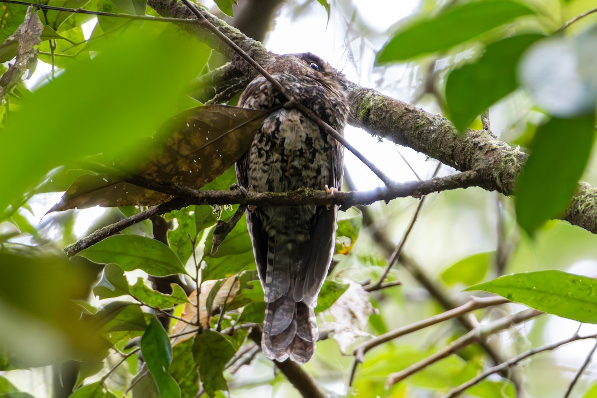 Mountain Owlet-nightjar - ML645732334