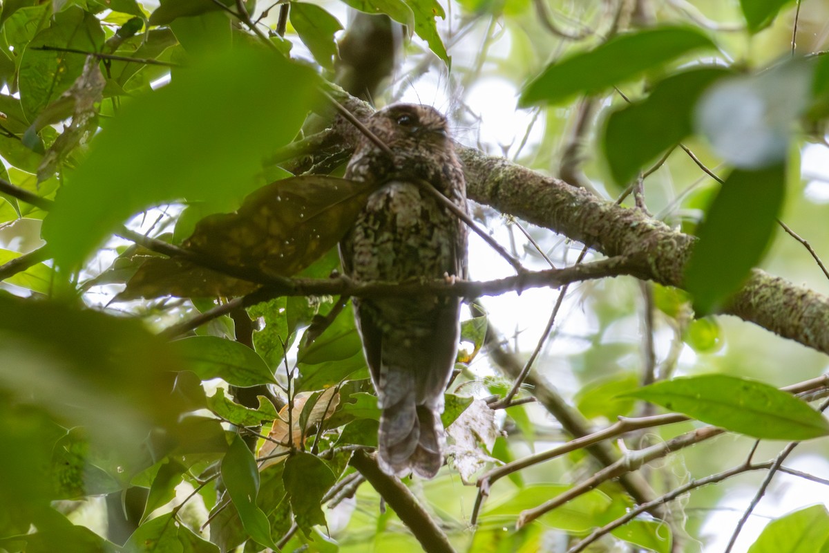 Mountain Owlet-nightjar - ML645732335