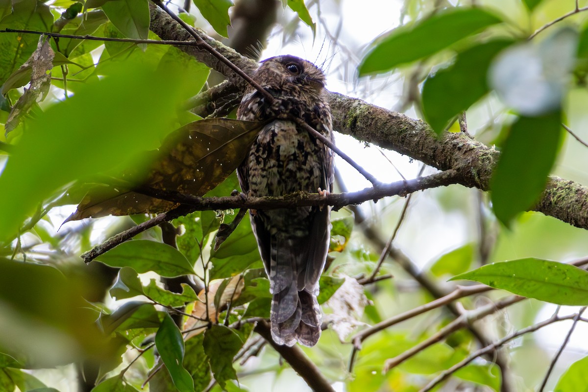Mountain Owlet-nightjar - ML645732336