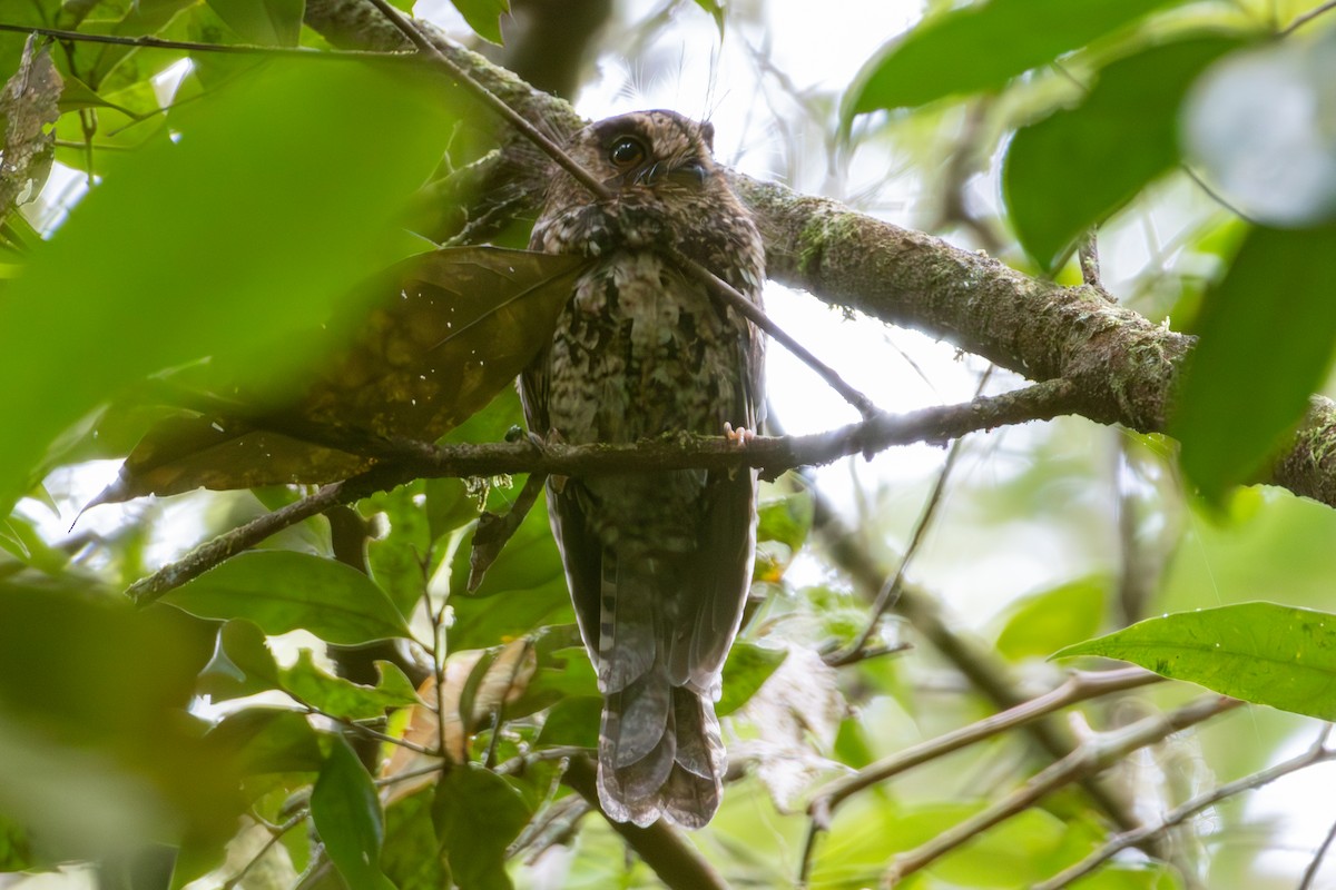 Mountain Owlet-nightjar - ML645732337