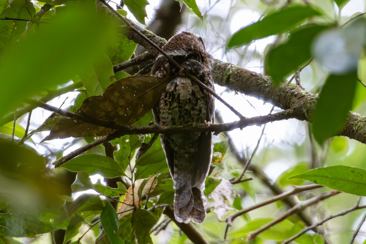 Mountain Owlet-nightjar - ML645732338