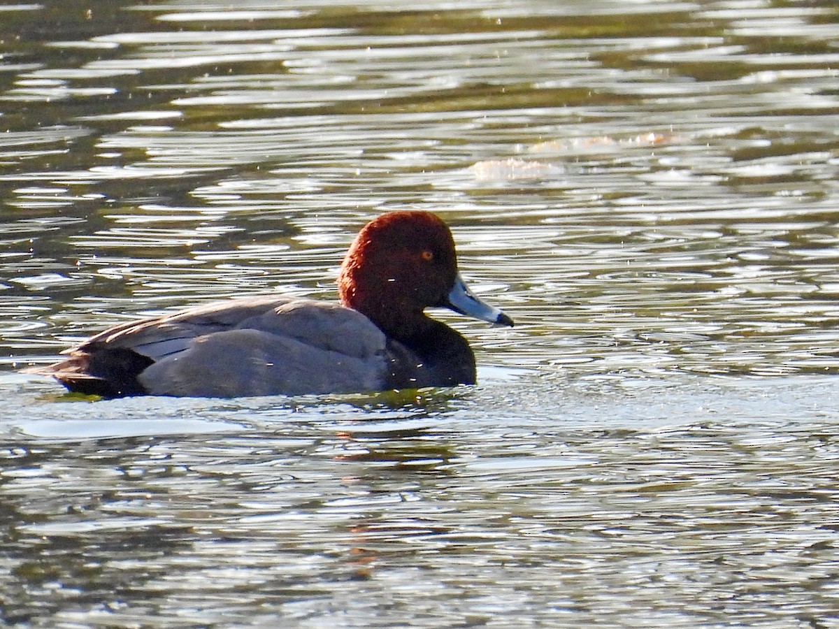 Redhead - ML645732339
