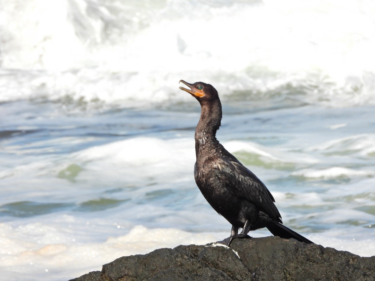 kormorán neotropický - ML645732343