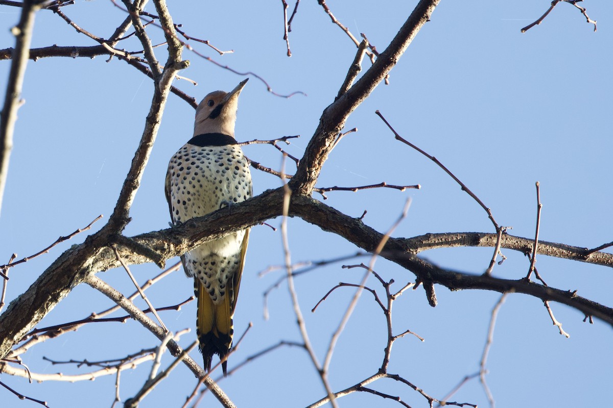 Northern Flicker - ML645732344