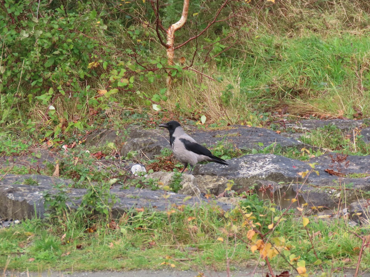 עורב אפור - ML645732373