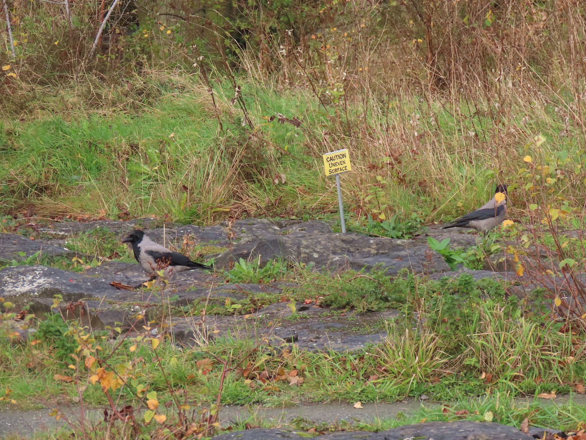 עורב אפור - ML645732374