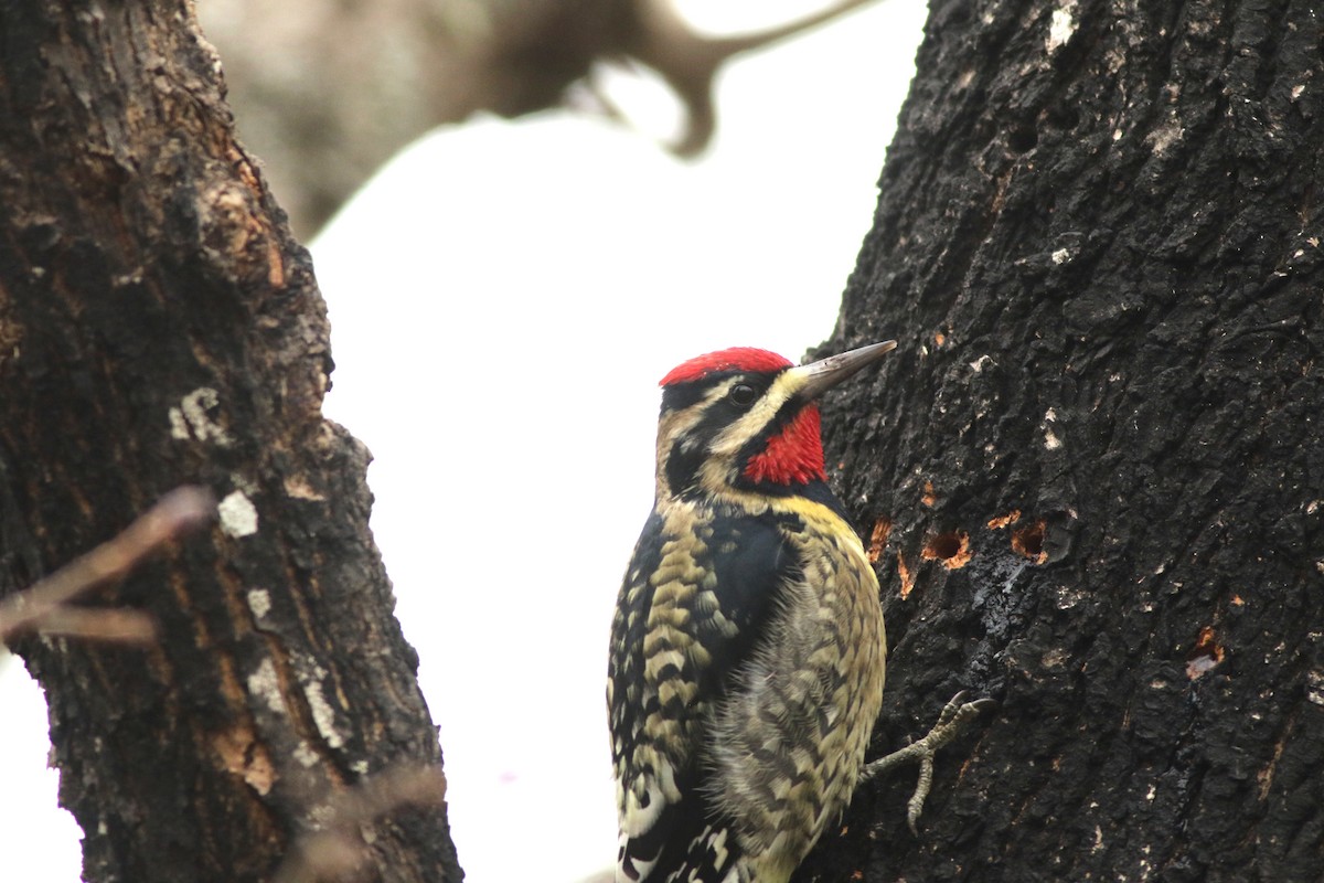 Sarı Karınlı Ağaçkakan - ML645732375