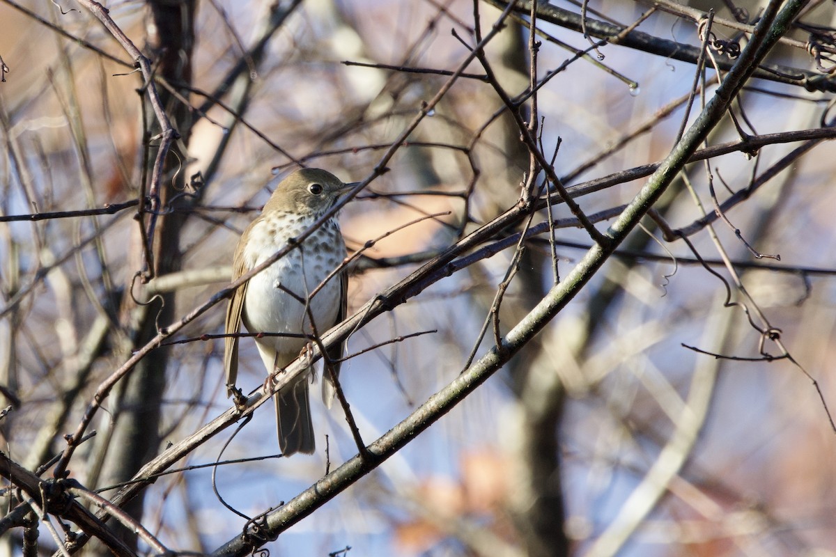 Hermit Thrush - ML645732379