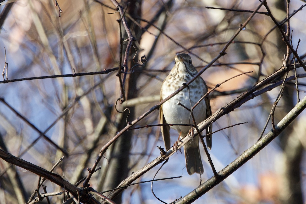 Hermit Thrush - ML645732383