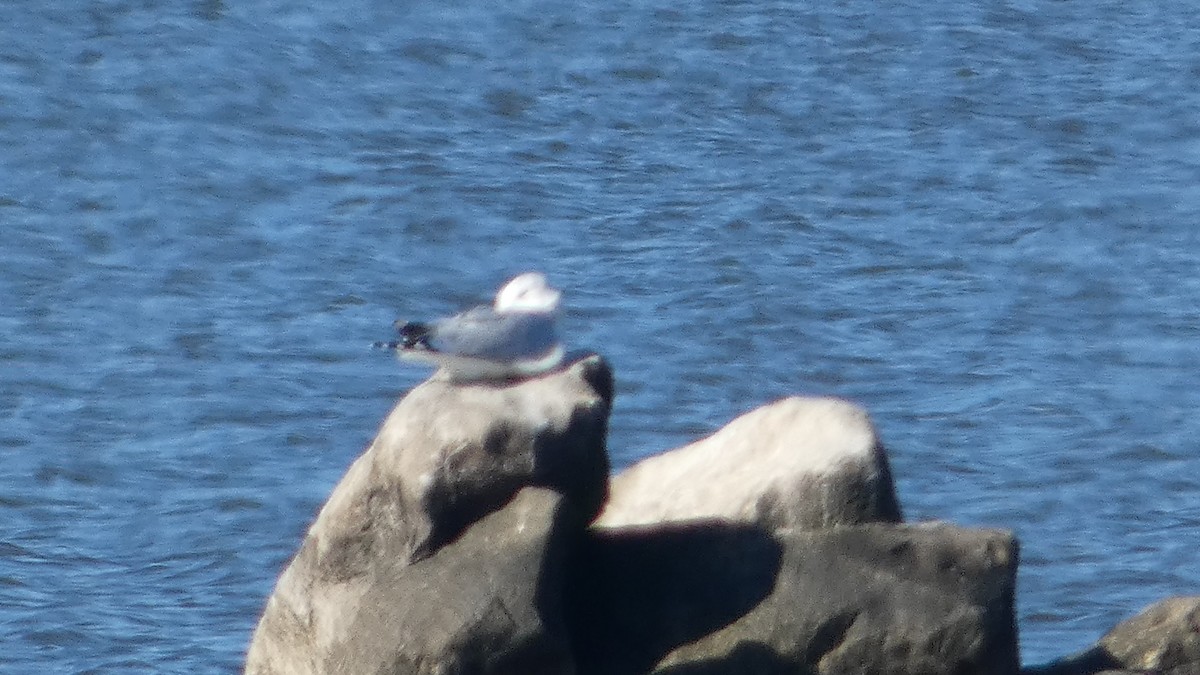 Мартин делаверський - ML645732385