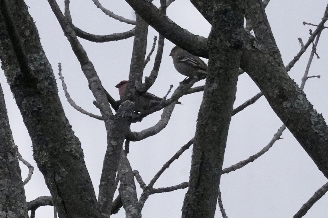 Pine Grosbeak - ML645732390