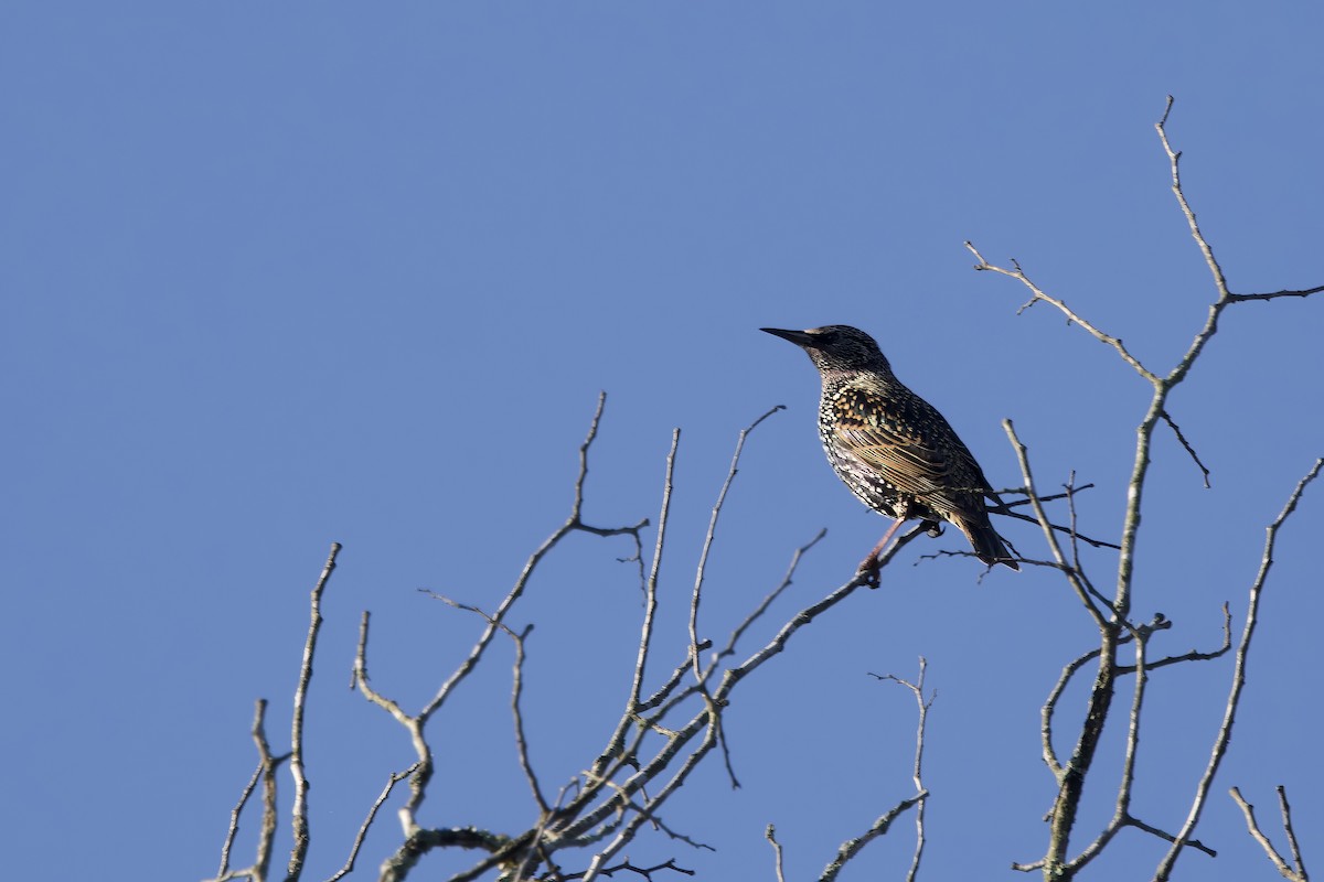 歐洲椋鳥 - ML645732392