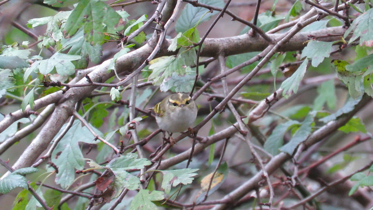 黃腰柳鶯 - ML645732393