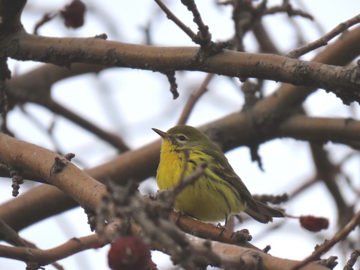 Prairie Warbler - ML645732398