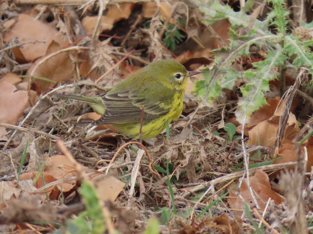 Prairie Warbler - ML645732401