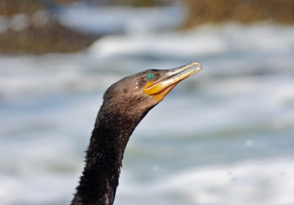 kormorán neotropický - ML645732402