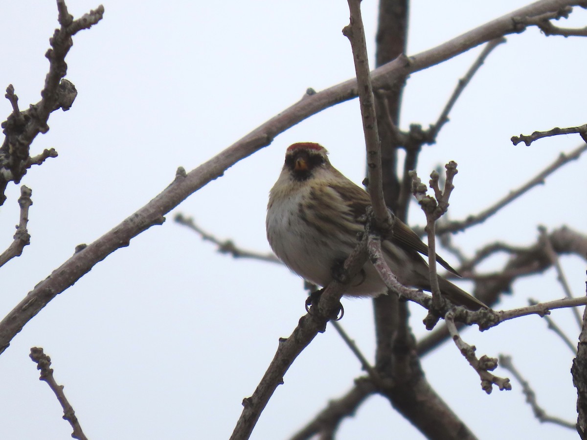 Redpoll - ML645732405