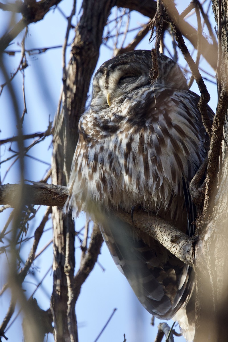 Barred Owl - ML645732406