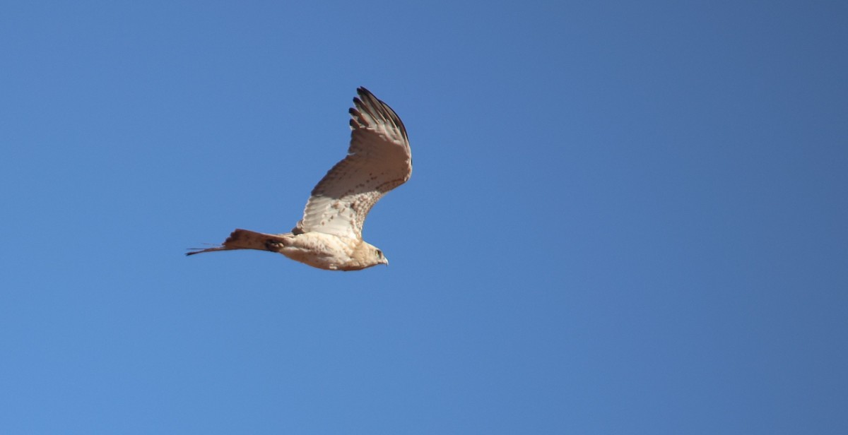 Short-toed Snake-Eagle - ML645732427