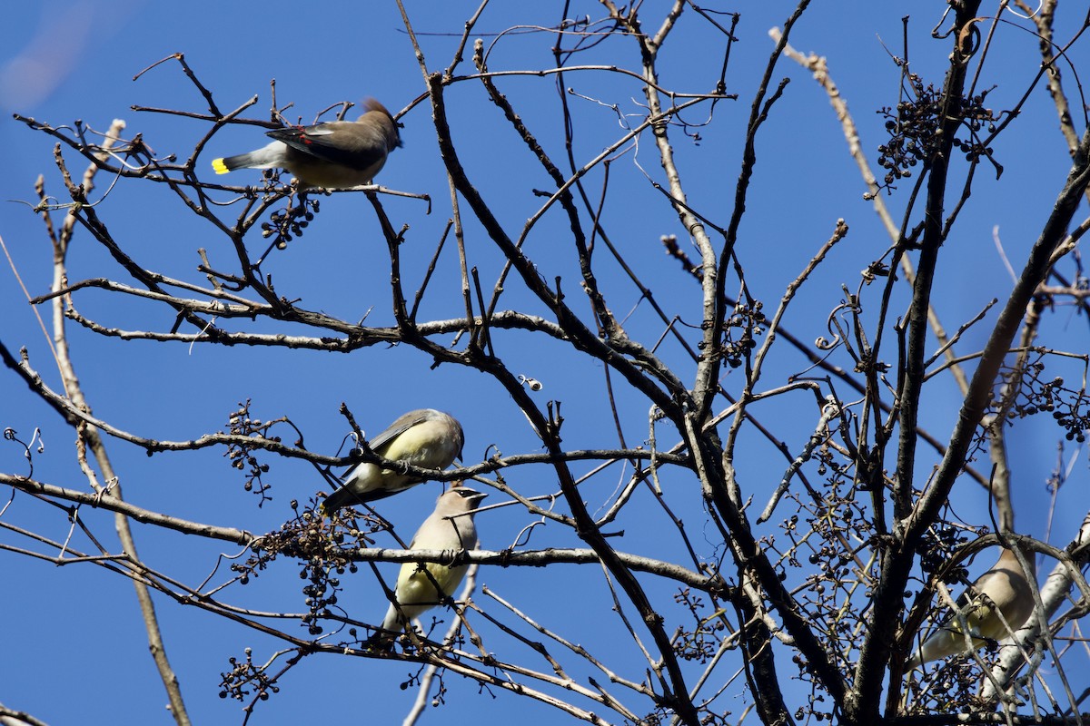 Cedar Waxwing - ML645732431
