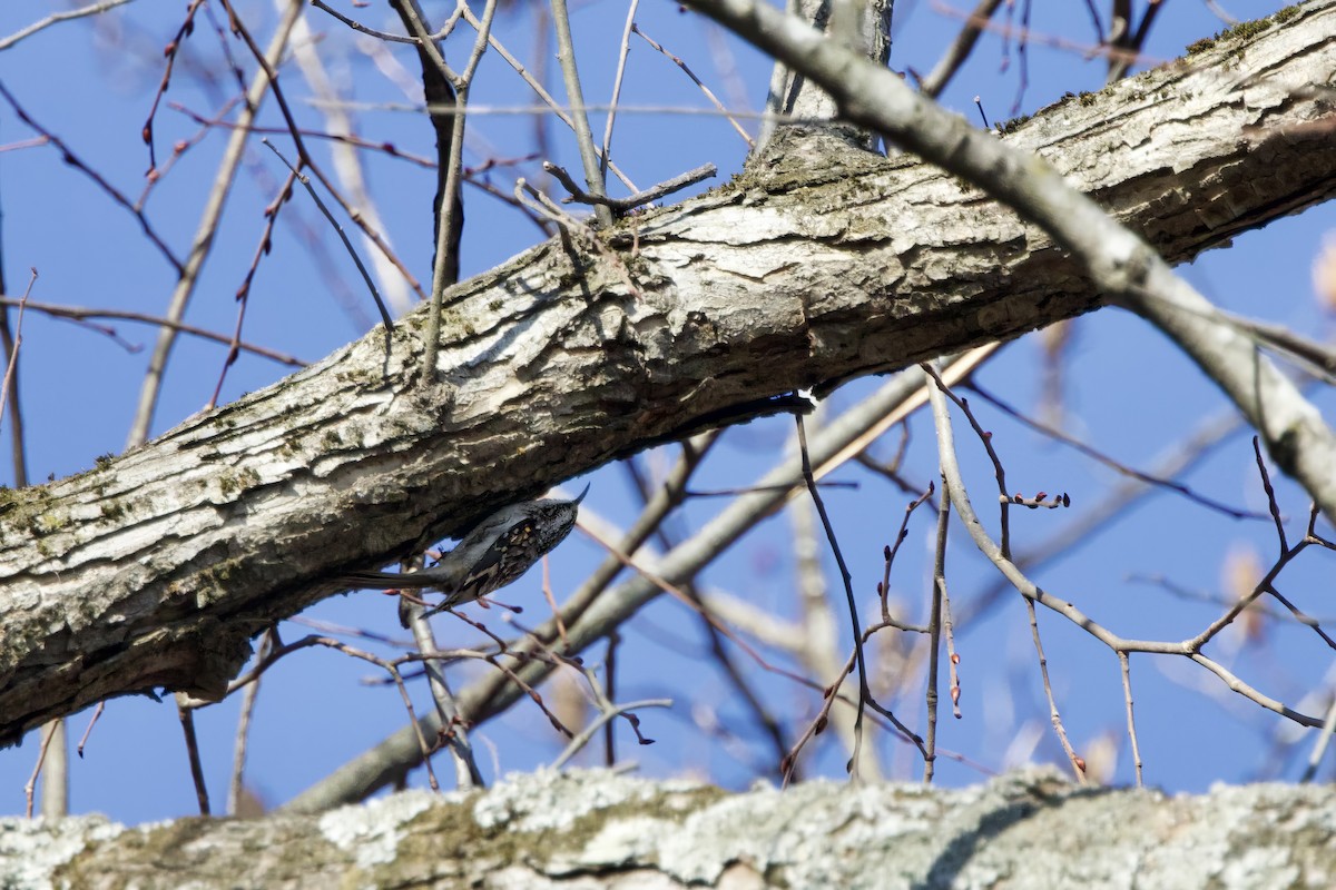 Brown Creeper - ML645732435