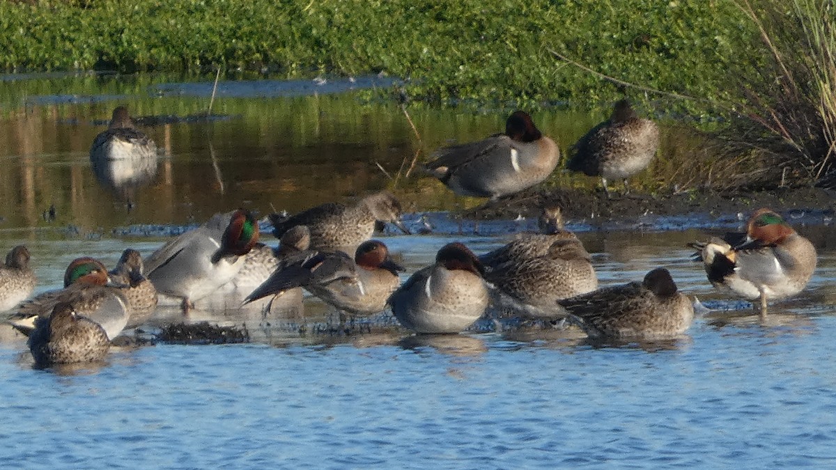 Чирянка мала - ML645732436