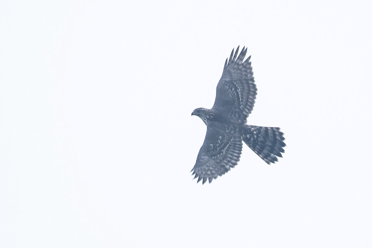 נץ גדול - ML645732440