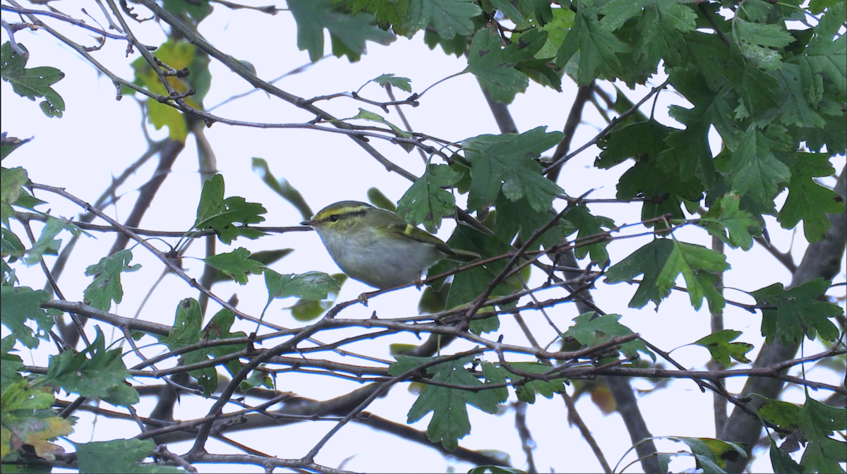 黃腰柳鶯 - ML645732453