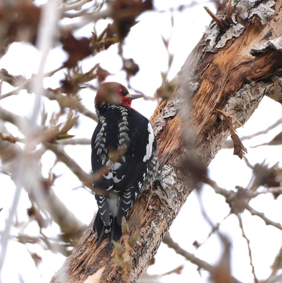 Red-breasted Sapsucker - ML645732454
