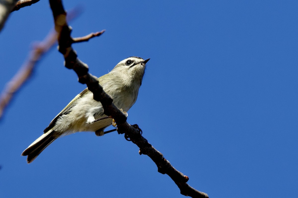 Golden-crowned Kinglet - ML645732455