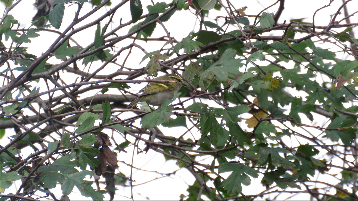 黃腰柳鶯 - ML645732470