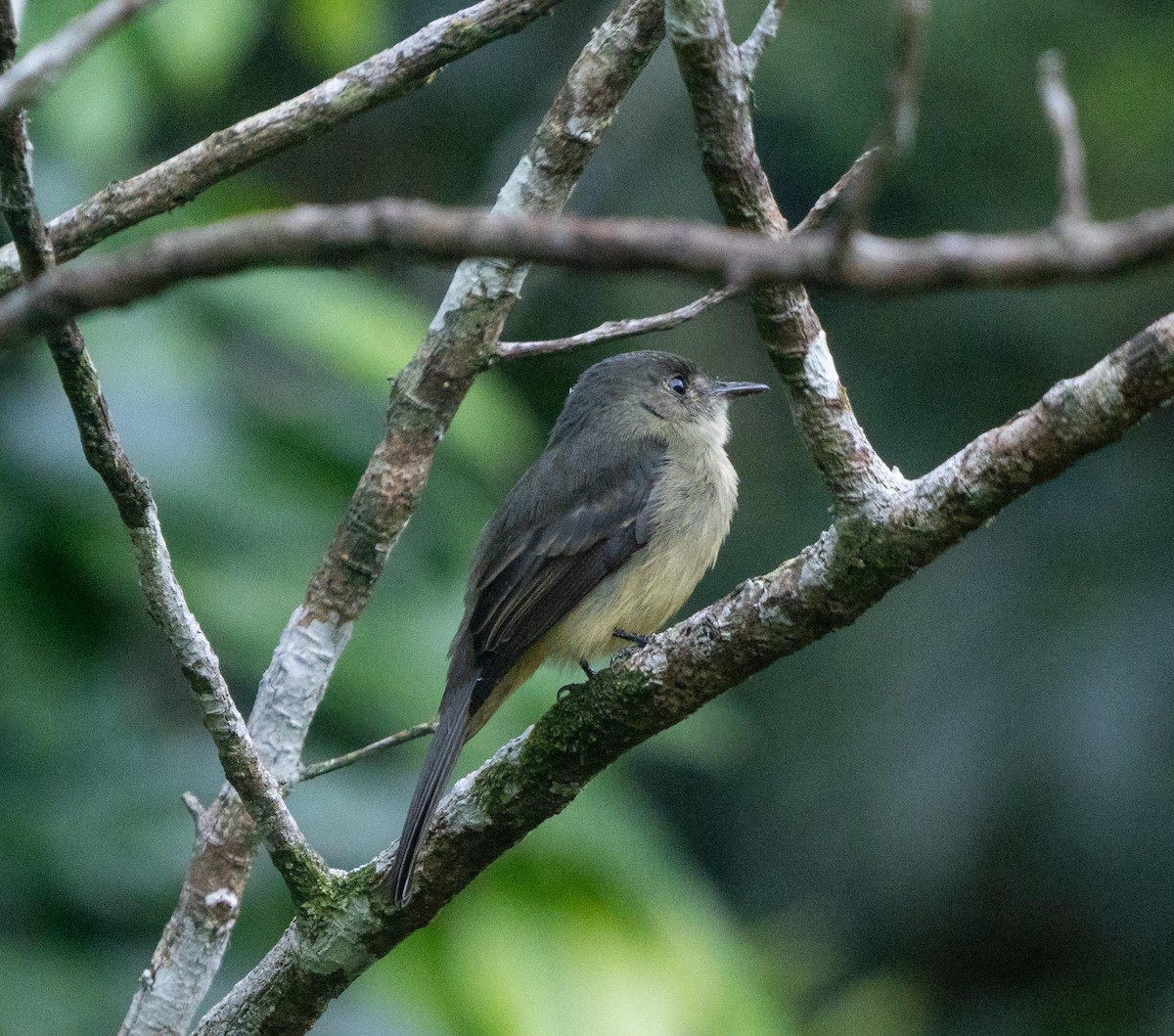 Hispaniolan Pewee - ML645732481