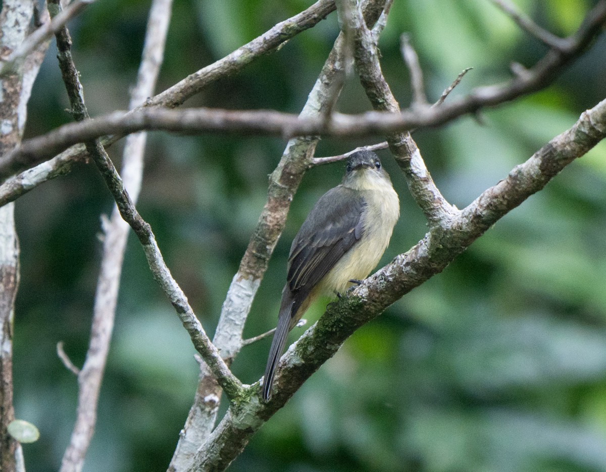 Hispaniolan Pewee - ML645732482