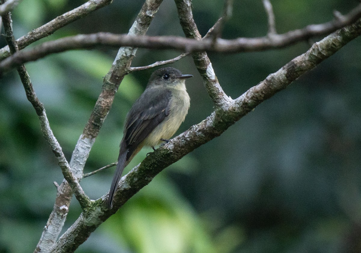 Hispaniolan Pewee - ML645732483