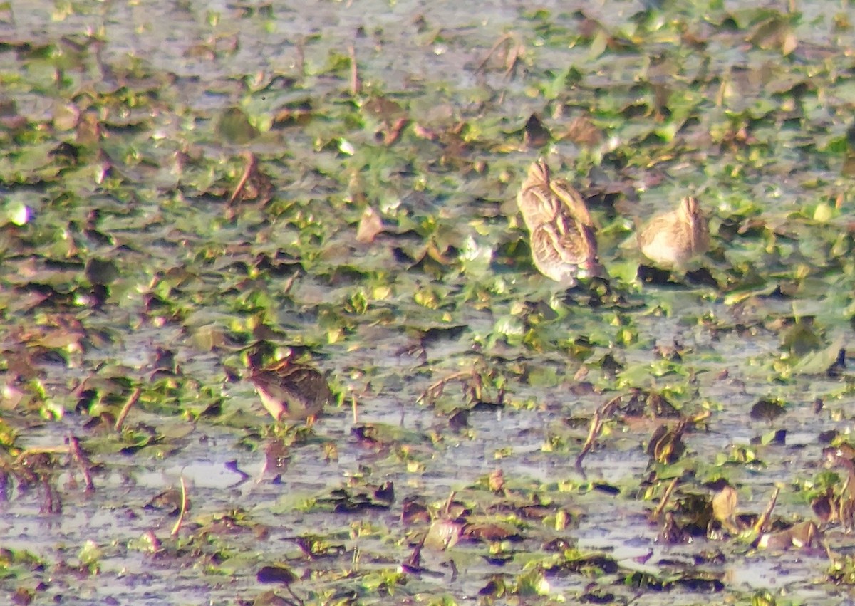 Common Snipe - ML645732484