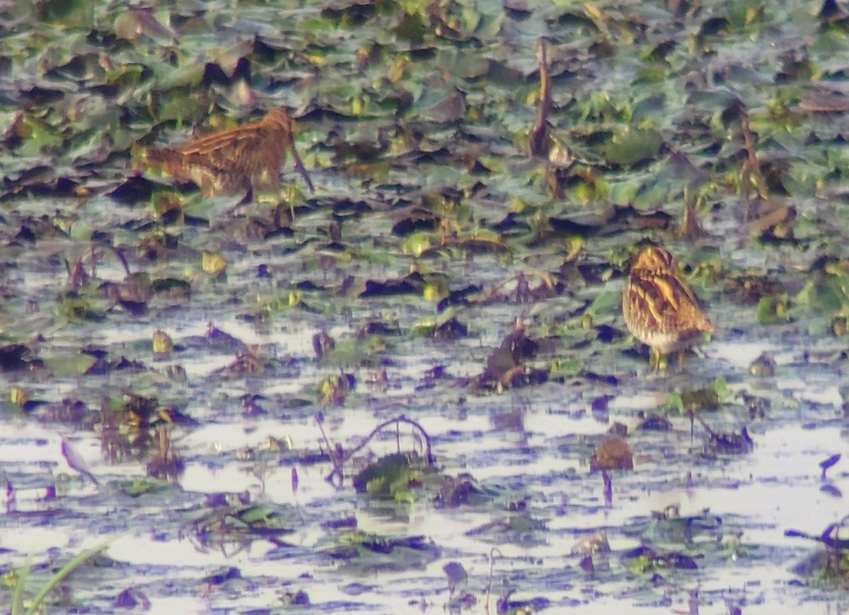 Common Snipe - ML645732485