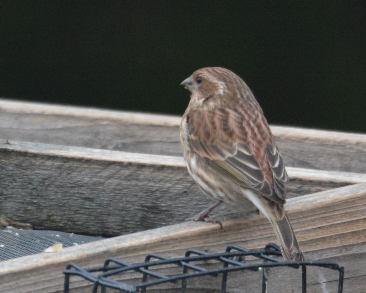 Purple Finch - ML645732487