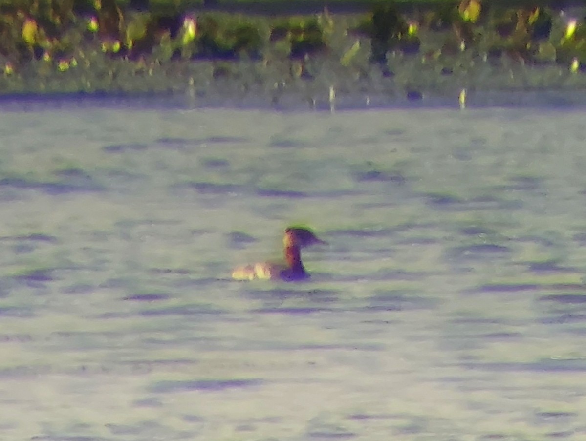 Red-necked Grebe - ML645732492