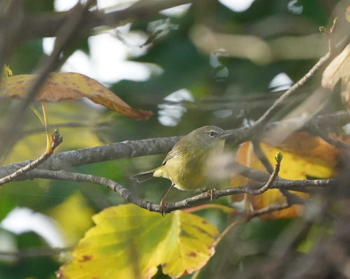 サメズアカアメリカムシクイ（celata／orestera） - ML645732495