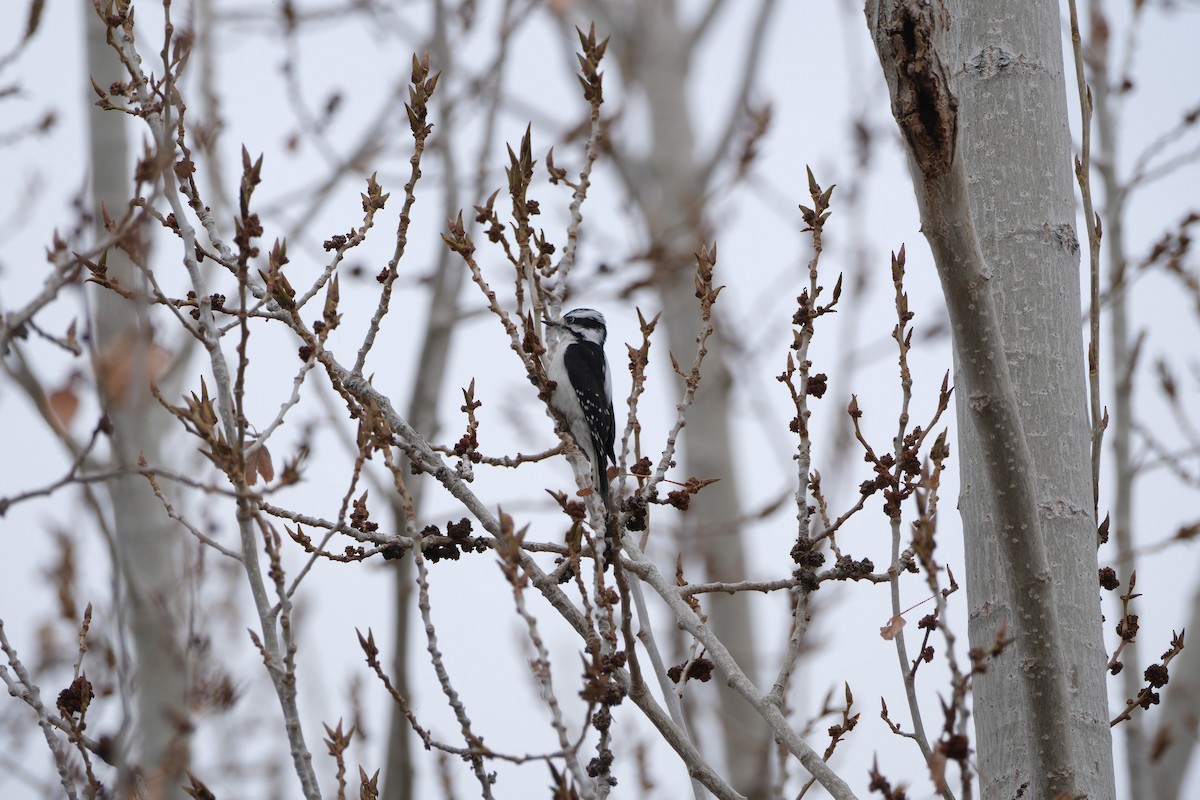 Downy Woodpecker - ML645732497