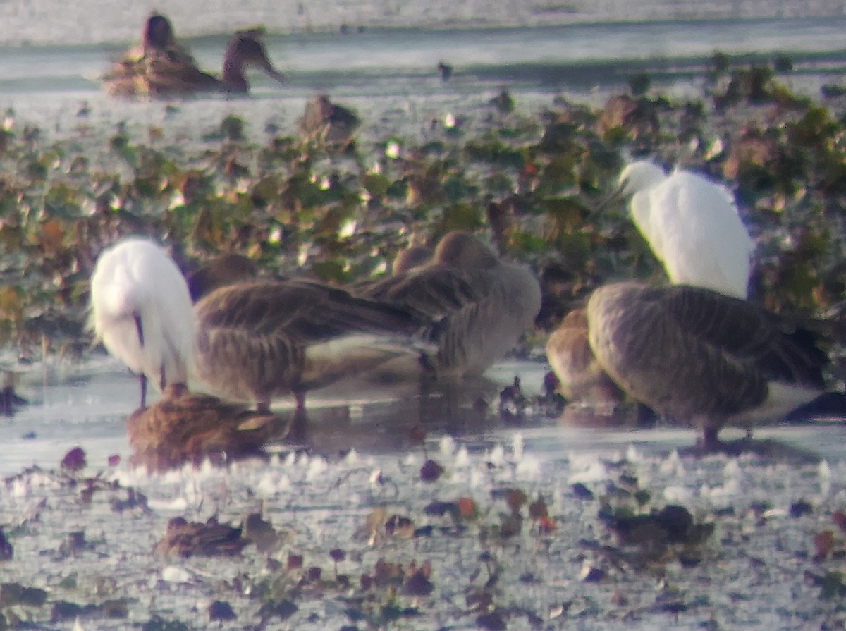 Little Egret - ML645732503