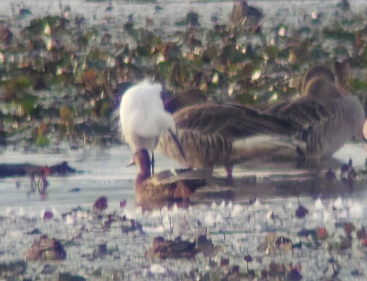 Little Egret - ML645732504
