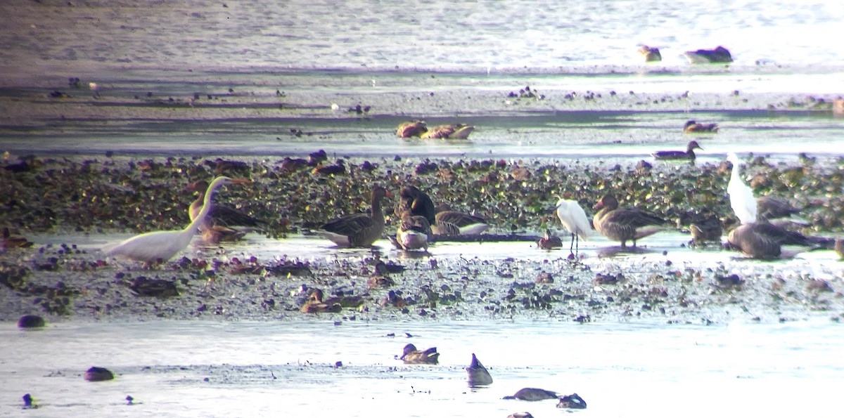 Little Egret - ML645732505